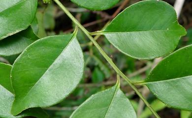 Zanthoxylum scandens 藤花椒