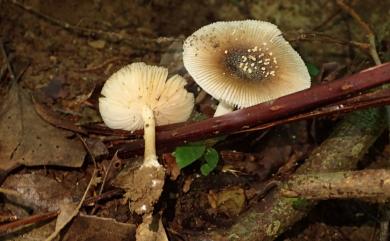 Amanita sychnopyramis f. annulata