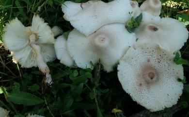 Leucoagaricus 白環蘑屬