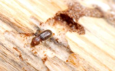 Hypothenemus eruditus Westwood, 1836