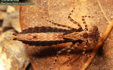 Periaeschna magdalena Martin, 1909 柱鋏晏蜓