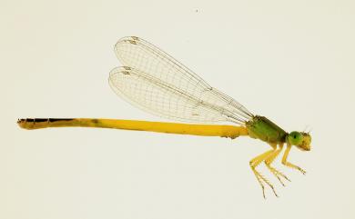 Ceriagrion melanurum Selys, 1876 黃腹細蟌