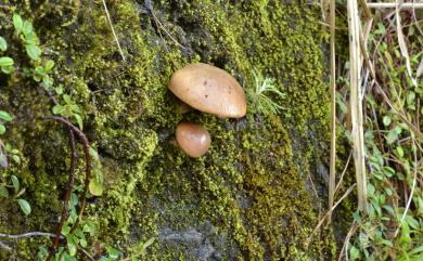 Suillus granulatus (L.:Fr.) O. Kuntze 點柄乳牛肝菌