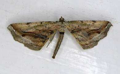 Oxymacaria truncaria truncaria (Leech, 1897) 暗帶截翅尺蛾