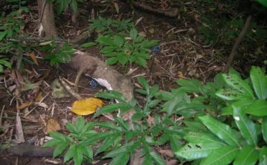 Amorphophallus henryi N.E.Br. 臺灣魔芋