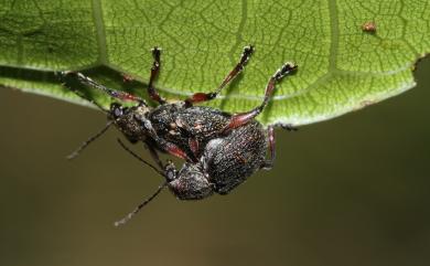 Chrysopida murina Baly, 1867 四紋灰毛猿金花蟲