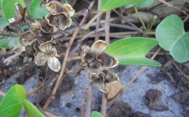 Ipomoea pes-caprae subsp. brasiliensis (L.) Ooststr. 馬鞍藤