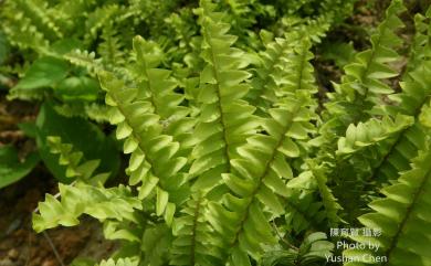 Nephrolepis cordifolia (L.) C.Presl 腎蕨