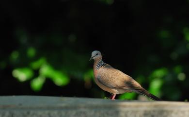 Streptopelia chinensis chinensis (Scopoli, 1786) 珠頸斑鳩