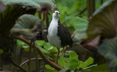 Amaurornis phoenicurus chinensis (Boddaert, 1783) 白腹秧雞