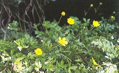 Ranunculus formosa-montanus Ohwi 蓬萊毛莨