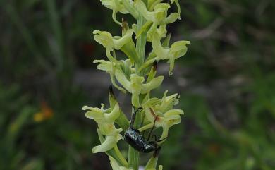 Platanthera sachalinensis F.Schmidt 高山粉蝶蘭