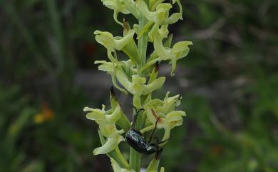 Platanthera sachalinensis 高山粉蝶蘭