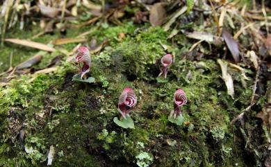 Corybas himalaicus (King & Pantl.) Schltr. 喜馬拉雅盔蘭