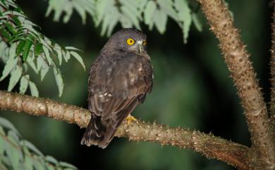 Ninox japonica (Temminck & Schlegel, 1845) 褐鷹鴞