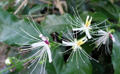 Capparis micracantha var. henryi (Matsum.) Jacobs 小刺山柑