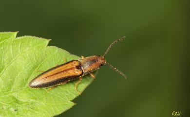 Ludioschema vittiger formosanum (Miwa, 1927)