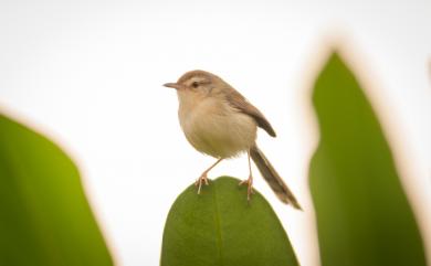 Prinia inornata flavirostris 褐頭鷦鶯