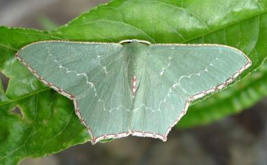 Hemistola simplex Warren, 1899 紅緣無繮青尺蛾