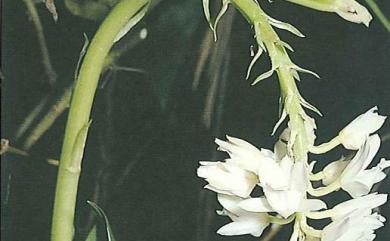 Geodorum densiflorum (Lam.) Schltr. 垂頭地寶蘭