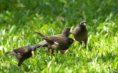 Acridotheres tristis (Linnaeus, 1766) 家八哥