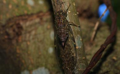 Purana apicalis (Matsumura, 1907) 臺灣姬蟬