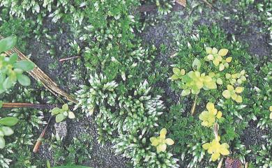 Anomobryum filiforme var. concinnatum 高山銀苔