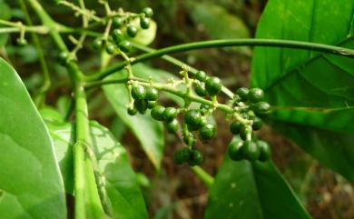 Melicope semecarpifolia 山刈葉