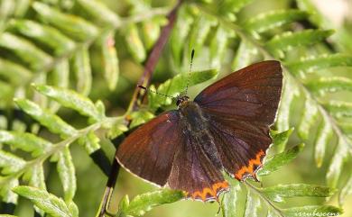 Heliophorus ila matsumurae (Fruhstorfer, 1908) 紫日灰蝶