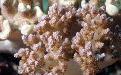 Litophyton amentaceum (Studer, 1894) 小帶錦花軟珊瑚