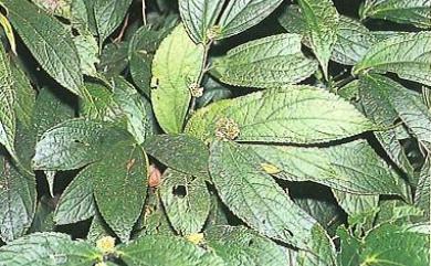 Elatostema platyphyllum Wedd. 巒大冷清草