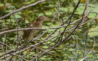 Ixobrychus sinensis (J. F. Gmelin, 1789) 黃小鷺