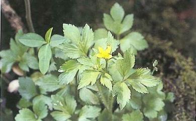 Ranunculus cantoniensis 禺毛茛
