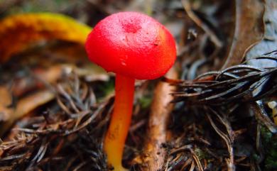 Hygrocybe coccinea (Schaeff.:Fr.) Kummer 緋紅濕傘