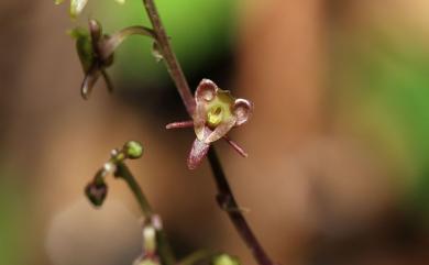 Crepidium matsudae 凹唇軟葉蘭