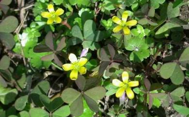 Oxalis corniculata 酢漿草