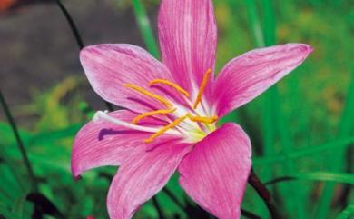 Zephyranthes carinata 韭蘭