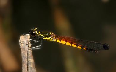 Libellago lineata lineata (Burmester, 1893) 脊紋鼓蟌