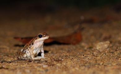 Hylarana latouchii (Boulenger, 1899) 拉都希氏赤蛙