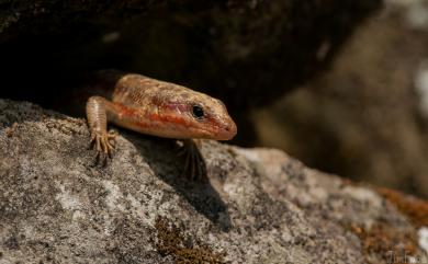 Plestiodon elegans (Boulenger, 1887) 麗紋石龍子