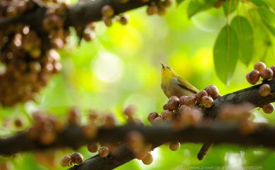 Zosterops japonicus Temminck & Schlegel, 1847 日菲繡眼