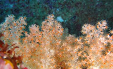 Scleronephthya gracillimum (Kükenthal, 1906) 美麗骨穗軟珊瑚