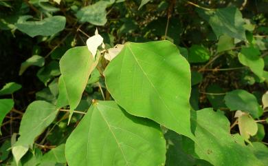 Mallotus paniculatus var. paniculatus 白匏子