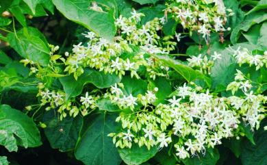 Clerodendrum trichotomum 海州常山