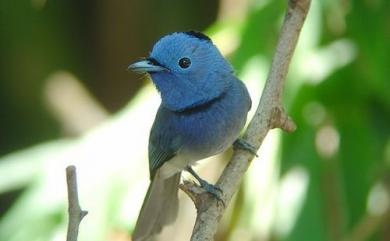 Hypothymis azurea oberholseri Stressmann, 1913 黑枕藍鶲(台灣亞種)