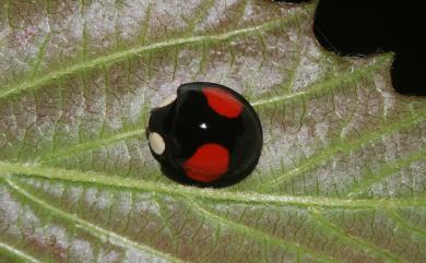 Phrynocaria unicolor (Fabricius, 1792) 紅星盤瓢蟲