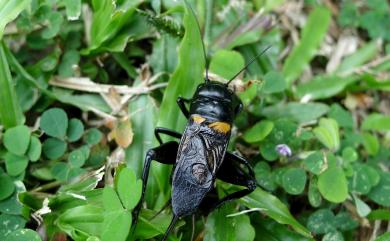 Gryllus bimaculatus De Geer, 1773 黃斑黑蟋蟀