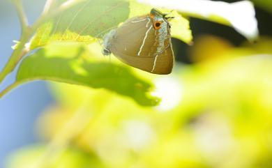 Neozephyrus taiwanus (Wileman, 1908) 臺灣榿翠灰蝶