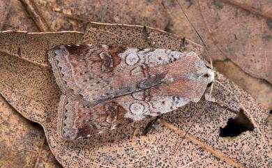 Diarsia carnipennis Chang, 1991 煙歹夜蛾