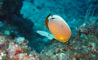 Chaetodon lunulatus Quoy & Gaimard, 1825 弓月蝴蝶魚